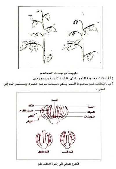 زراعة الطماطم في الحقل المكشوف Large_1234179964