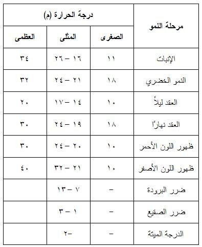 زراعة الطماطم في الحقل المكشوف Large_1234179965