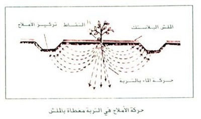 زراعة الطماطم في الحقل المكشوف Large_1234179966